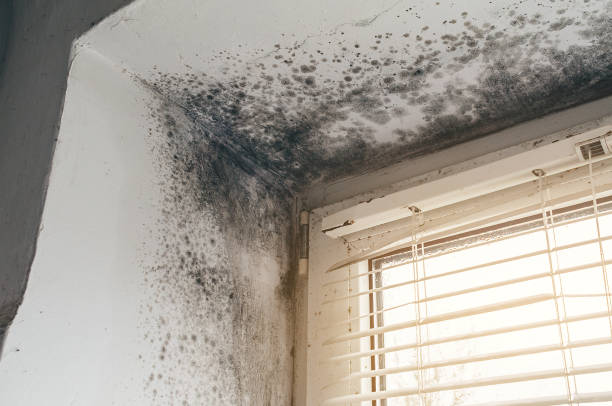 Affordable Basement Mold Remediation solutions in Vauxhall, NJ